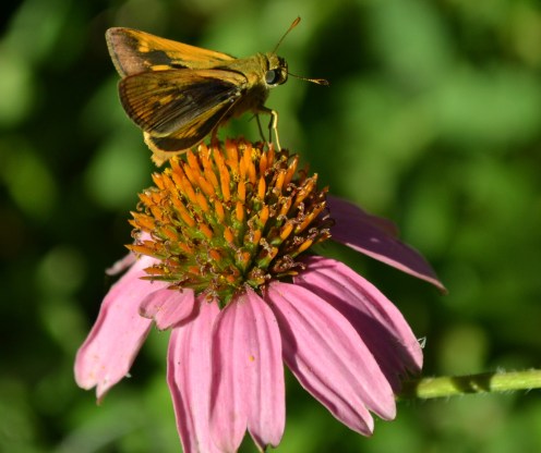 But this one volunteered