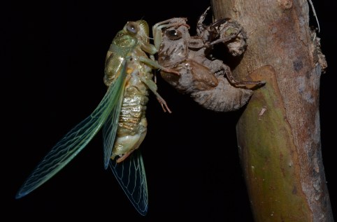 New Cicada