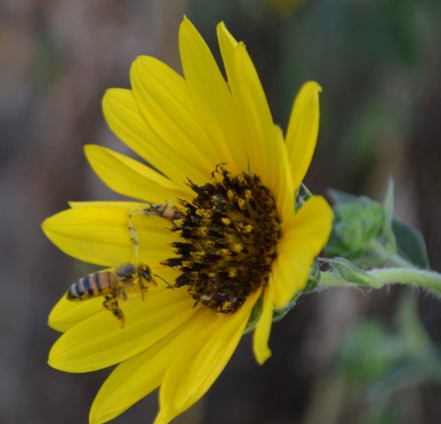 sunflowers port alto