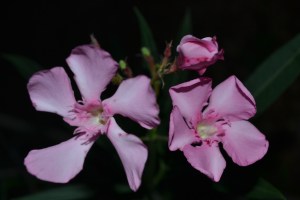 oleanders