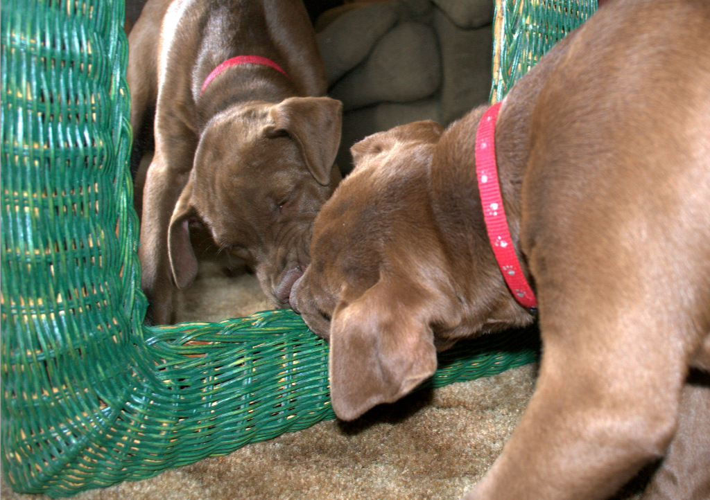 "Calm down Clyde or you'll break the mirror."