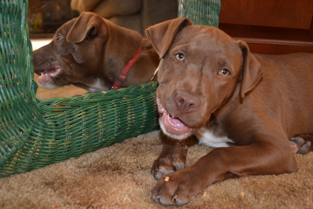"Now you both have a biscuit. Good boy."