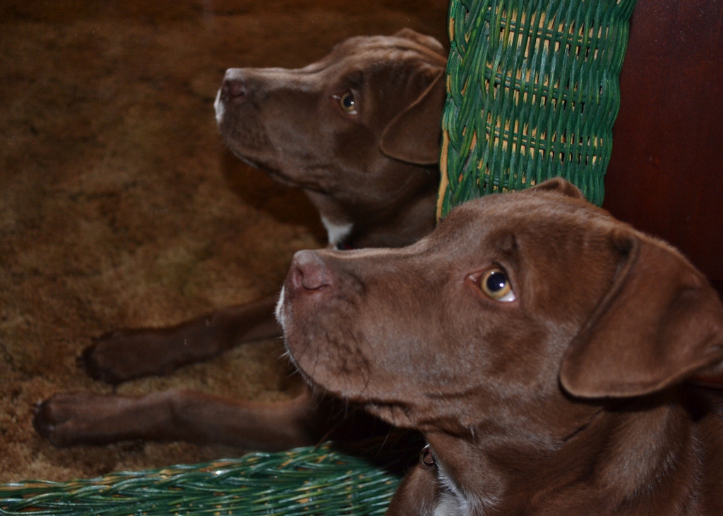 "Ponder Clyde...  what does 'reflection' mean to you?"