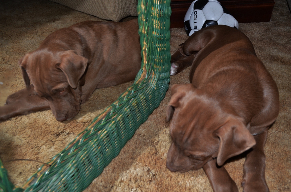 "It's okay you cracked the mirror. Cheer up -dogs aren't supposed to be superstitious." 