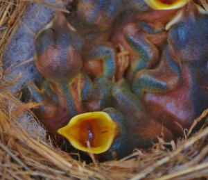 hungry bird (1280x1109)