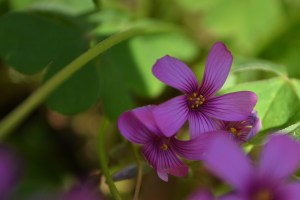 Oxalis Furling