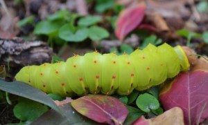 Polyphemus caterpillar in Fall