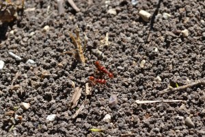 Ant #1: Whew, I'm really looking forward to vacation. Ant #2: Yes indeed.