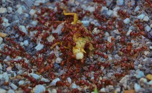 Sure we'll help you. Dance you lazy bum!