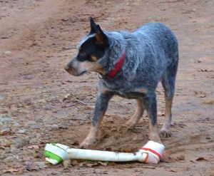 poor dingo dog (1024x845)