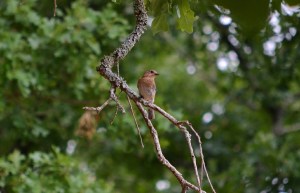Alone in the Wildreness