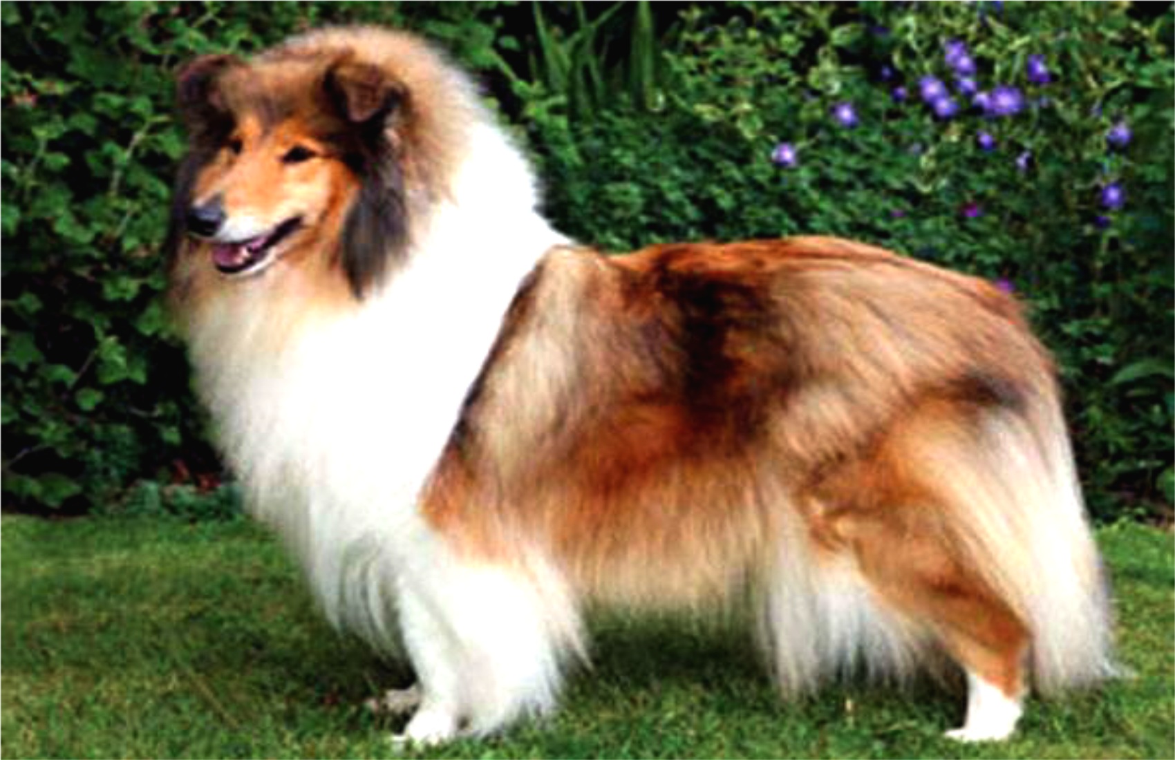 Collie (photo provided by Regis Auffray)