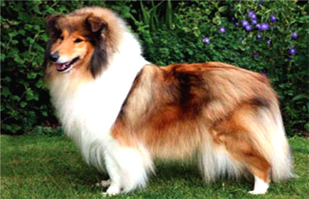 Collie (photo provided by Regis Auffray)