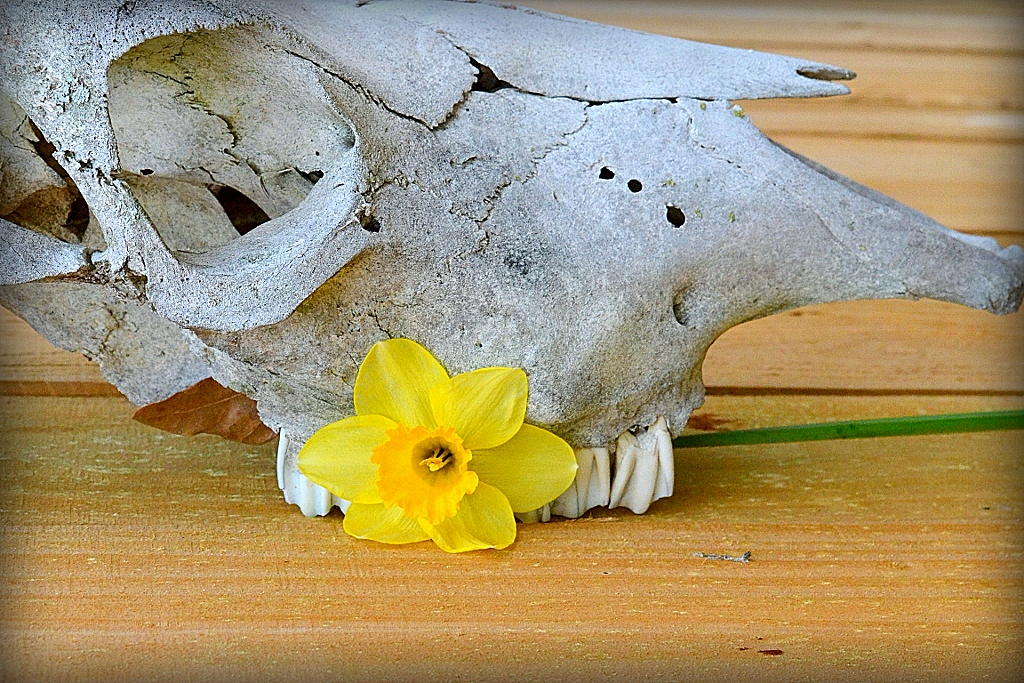Petals and Teeth (1024x683)