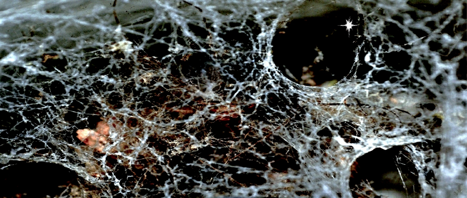 Web of Time