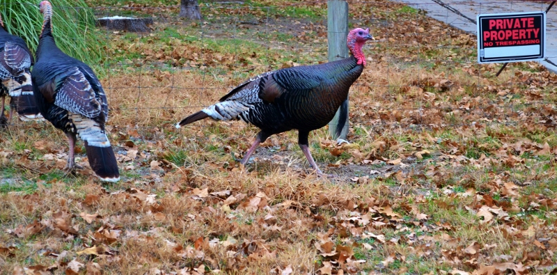 PRIVATE PROPERTY A Poem &amp; A Picture