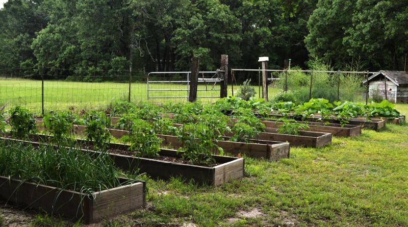 the garden (800x445)