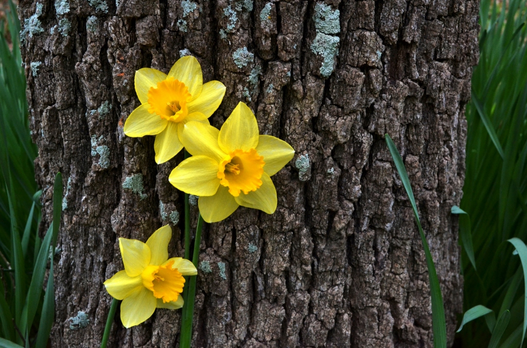 Write Your Own Daffodil and Oak