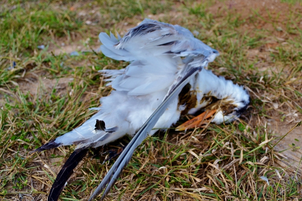 dead gull (4) (1024x682)
