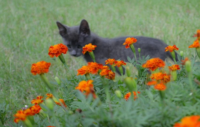 Kitty &amp; Marigold portrait (2) (800x511)