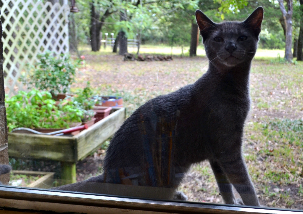 Look at this cat (1024x723)