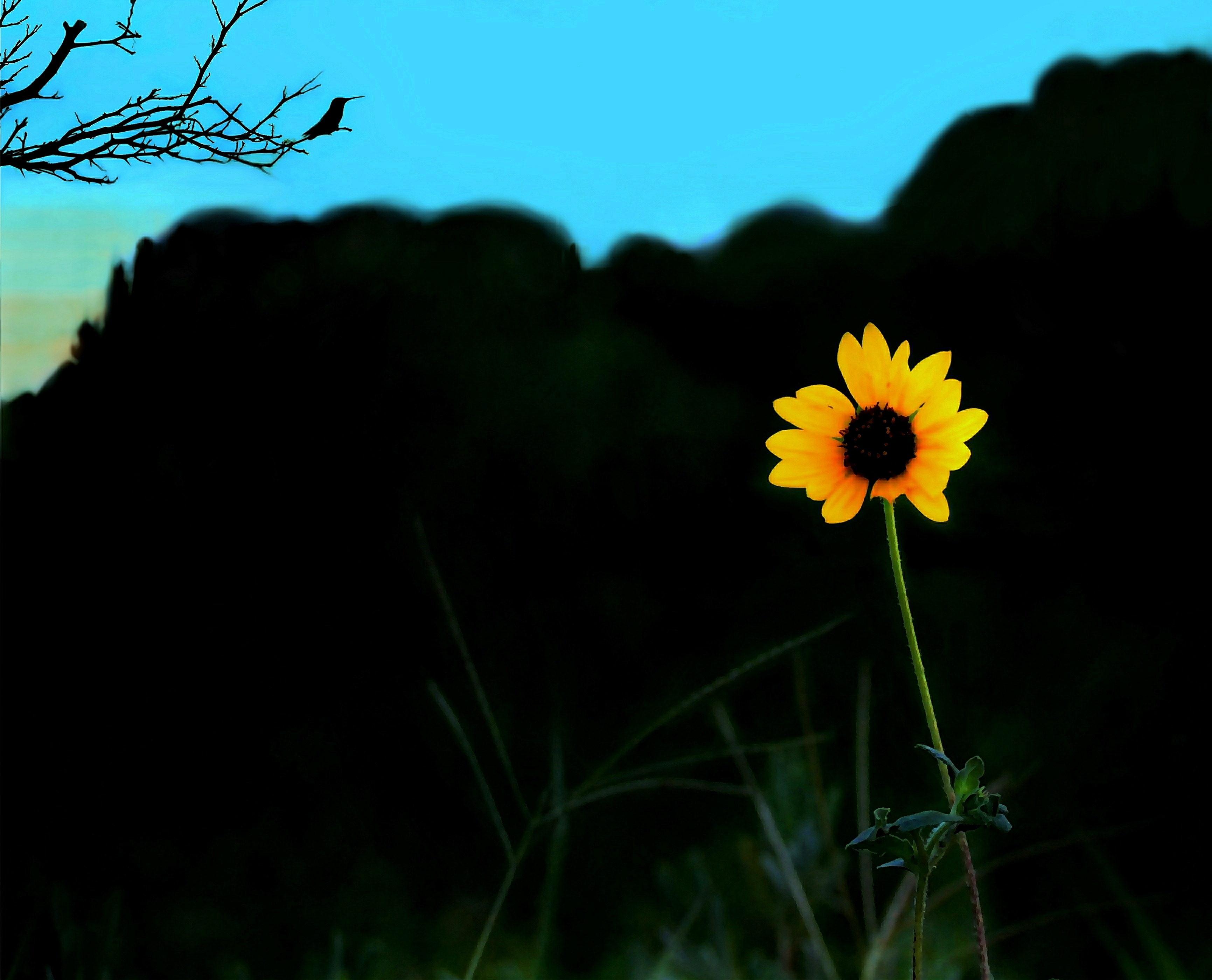 Sunflower-Hummingbird at sundown