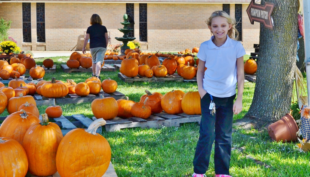 The pumpkin harvest (1024x586)