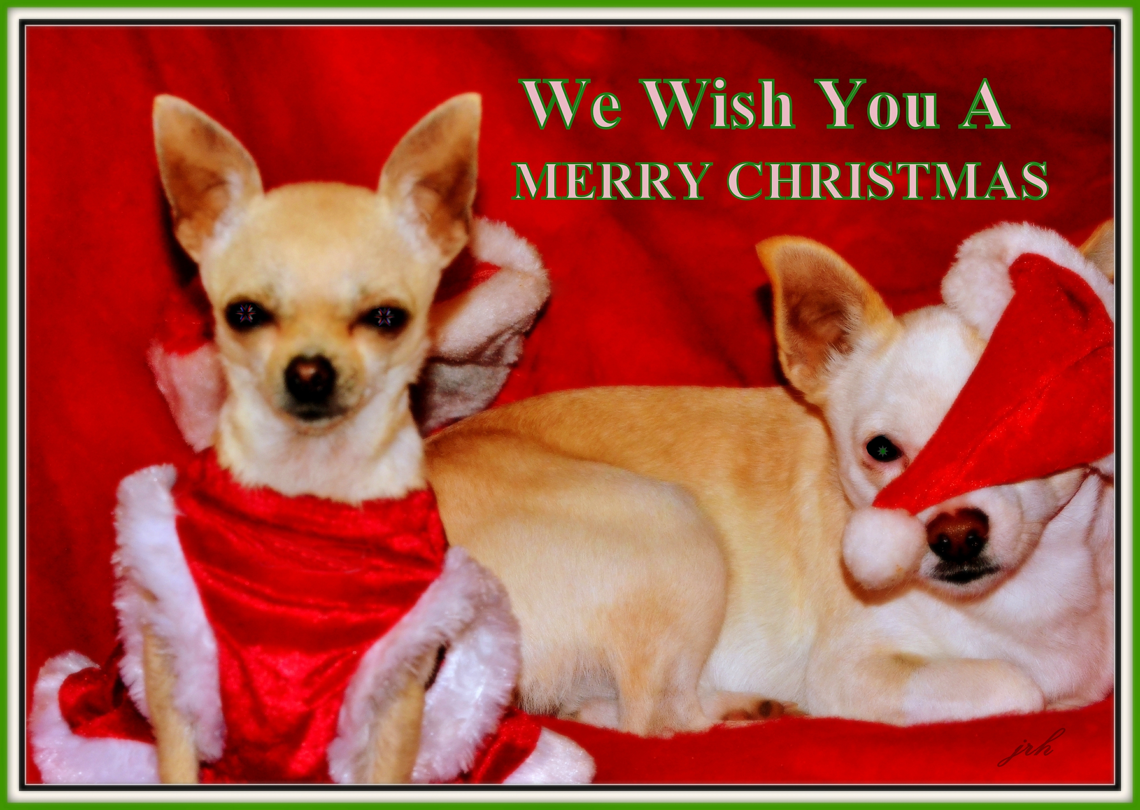 Merry Chritmas from Mia and Buddy card