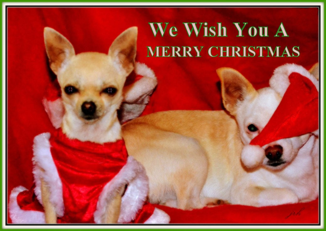 Merry Chritmas from Mia and Buddy card