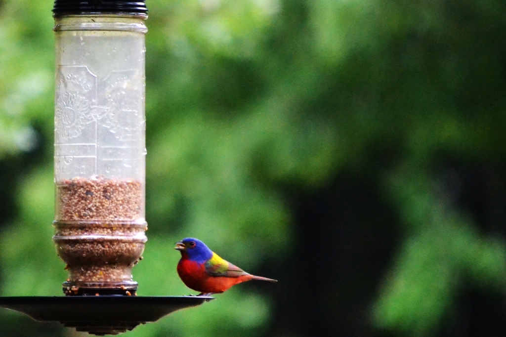 male bunting (1024x682)