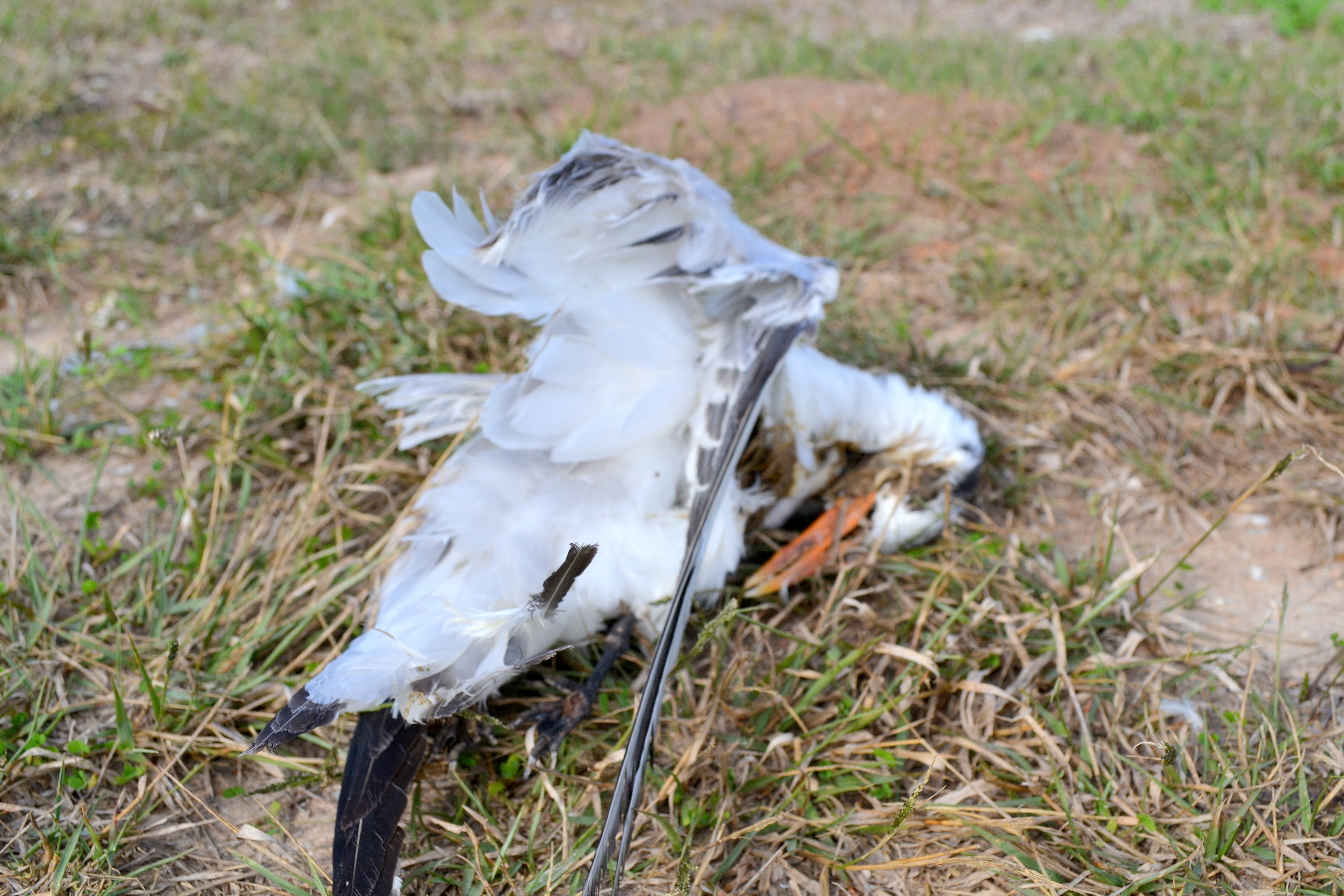 dead gull (2)