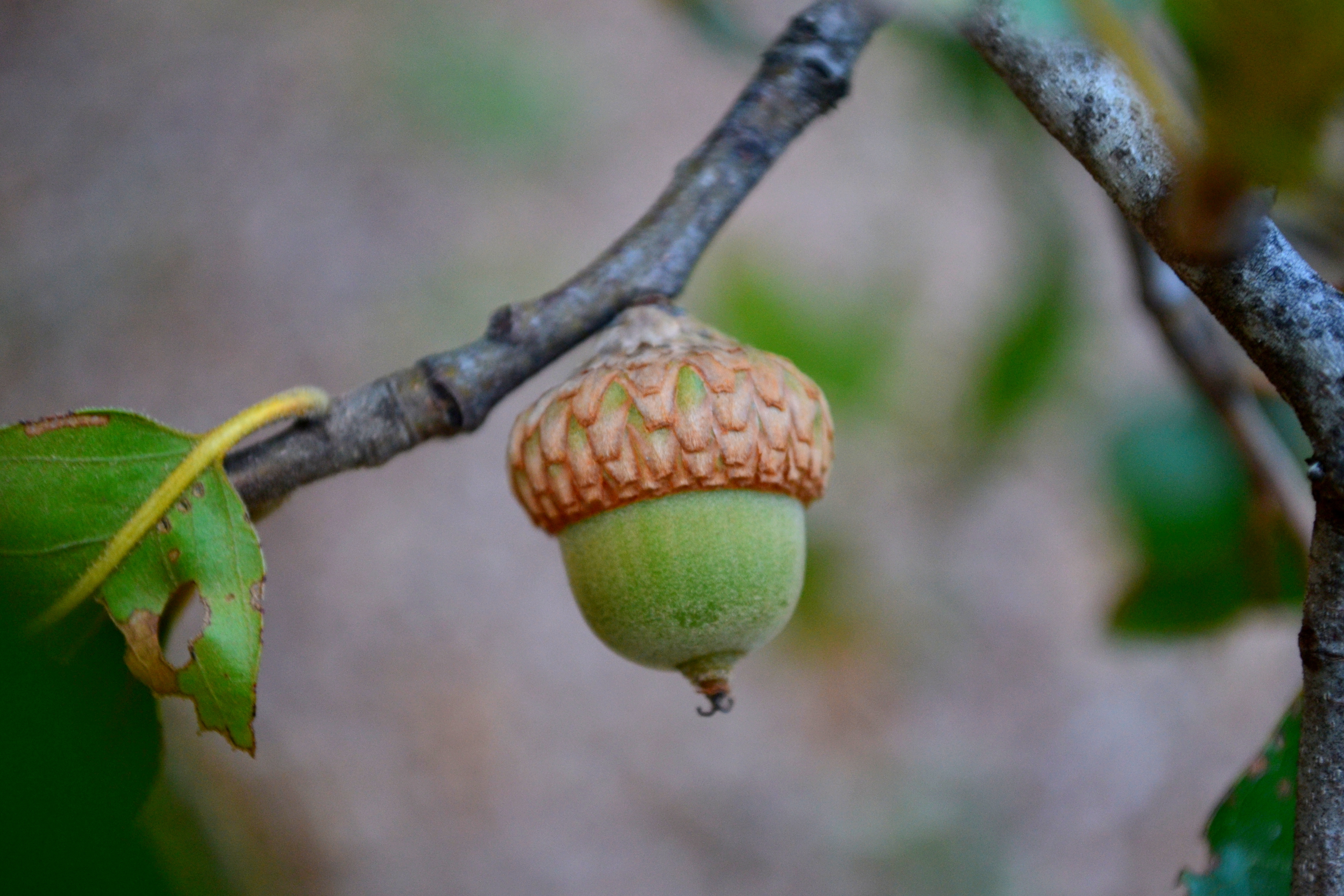 acorn